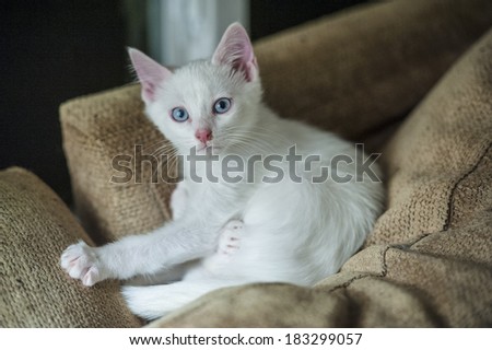 white kitten with blue eyes on couch