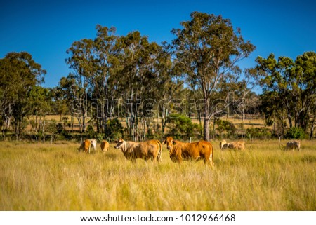 Grazing land on an Australian cattle property in South East Queensland. Herd of Charolais cross Brahman cows amongst the grass pasture with  ironbark trees beyond. Blue sky. Copy space. Darling Downs.