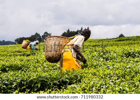 African women with woven wicker baskets on their backs, hand picking or harvesting tea leaves on a plantation in the Nandi Hills, highlands of Western Kenya.