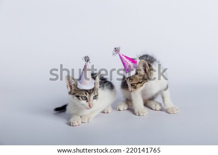 baby cats happy party