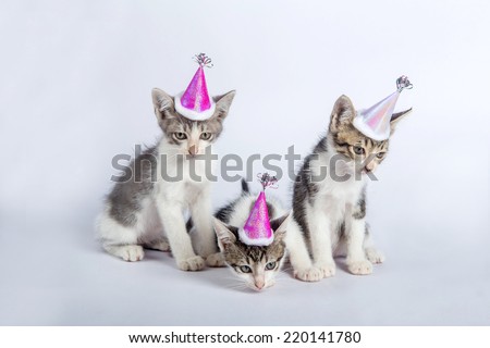 baby cats happy party