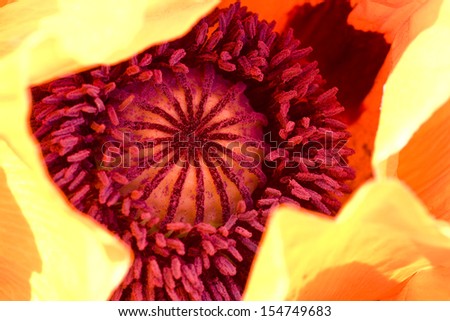 yellow abstract background, detail of flower