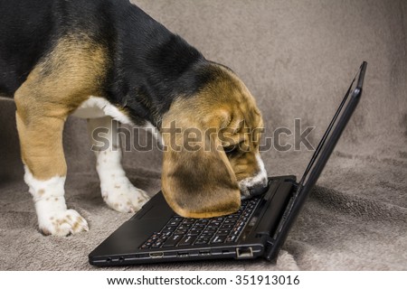 Beagle puppy looking laptop