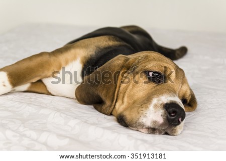 beagle puppy sad on the bed