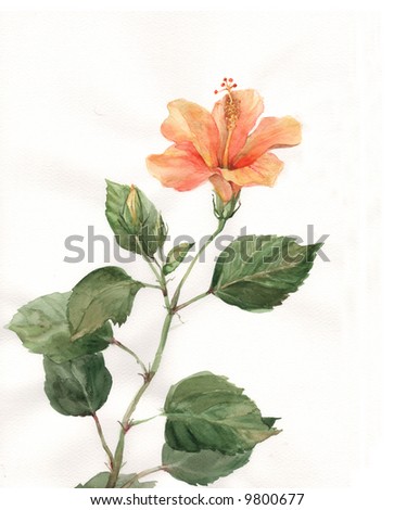 stock photo The hand drawn watercolor of an orange hibiscus flower