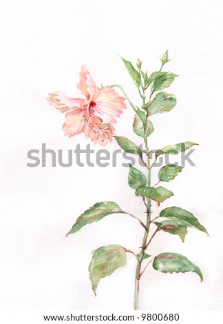 stock photo The hand drawn watercolor of a creamypink hibiscus flower