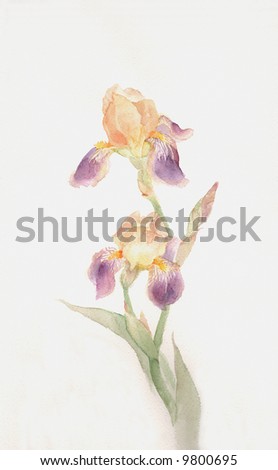 Purple Iris Drawing