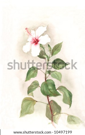 stock photo The hand drawn watercolor of a white hibiscus flower