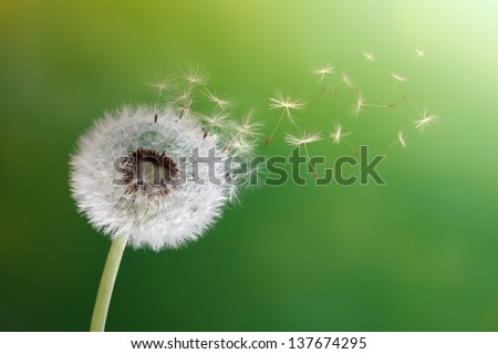 Dandelion seeds in the morning sunlight blowing away across a fresh green background