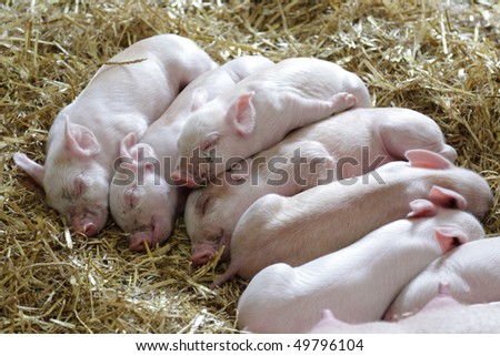 Piglets curled up against each other sleeping in a pigstye
