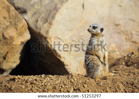 Meerkat watching for predators as he guards the entrance to his home