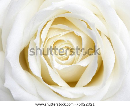 beautiful white rose flowers. stock photo : Beautiful perfect white rose flower head