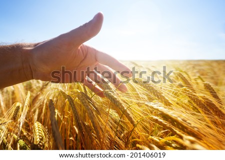 Farmer touching his crop with hand in a golden wheat field concept for harvesting, organic farming and summer autumn season