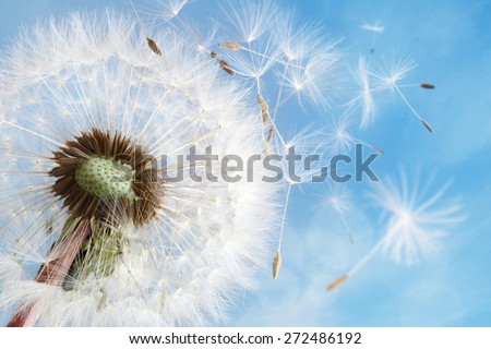Dandelion seeds in the morning sunlight blowing away in the wind across a clear blue sky