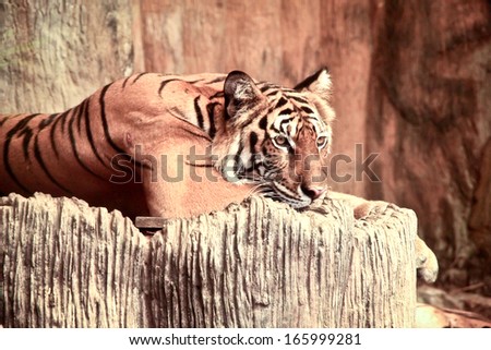 Tiger sleep in the zoo