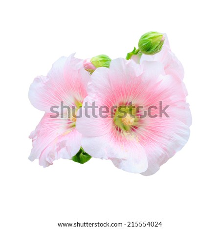 The national flower is the flower Mu Gung Hwa (mugunghwa) or Rose of Sharon. isolated