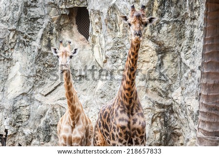 Giraffes, This one tongue out portrait. This Scientific Name is Giraffa camelopardalis