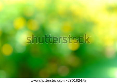 Green and yellow bush background. This is green bush and flower that is blurred by camera.