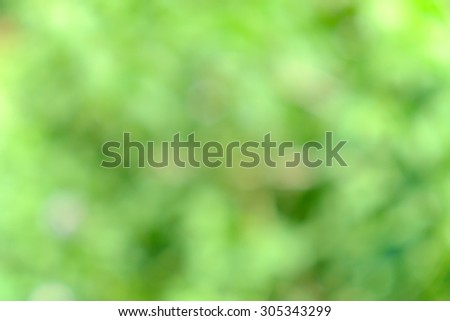 Green and yellow bush background. This is green bush and flower that is blurred by camera.