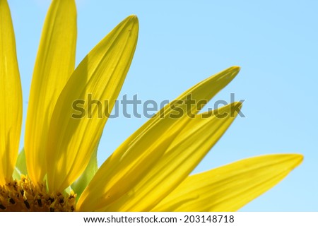 Cut out of a single sunflower in bloom on a clear blue sky