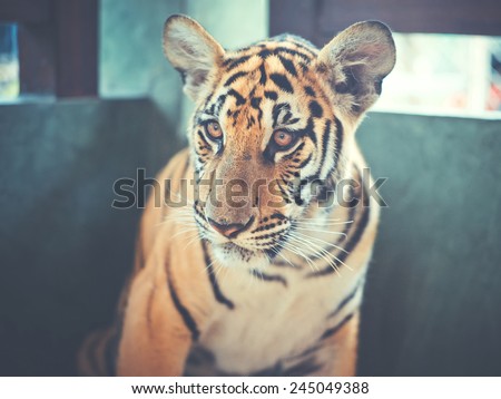 Art portrait of a young beautiful bengal tiger