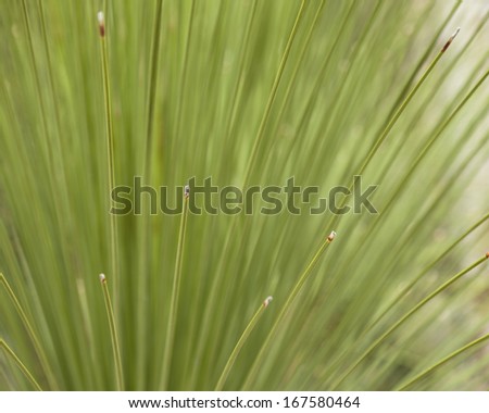 A macro photography image of organic material grass.