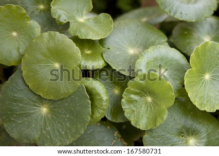 A background of pretty green and round leaves.