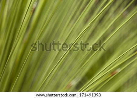 A macro photography image of organic material grass.
