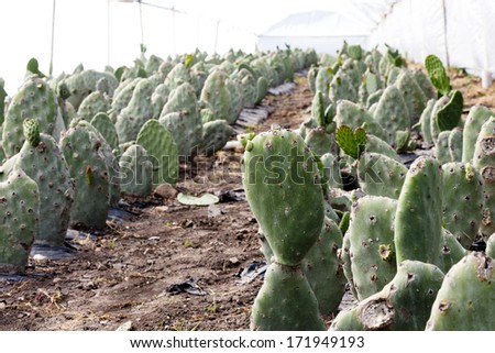 Rows of cacti grow inside a farming structure during the mild winter. Prickly pear.