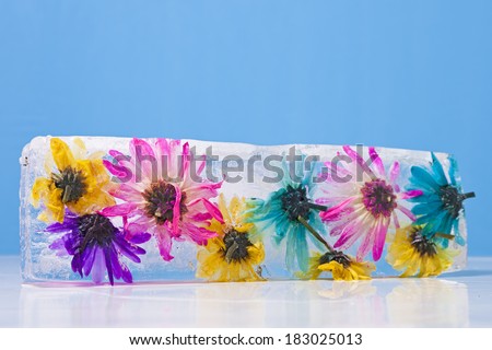 A block of ice with flowers frozen inside against a blue background.