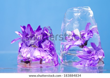 Purple flowers trapped inside blocks of ice against a blue background.