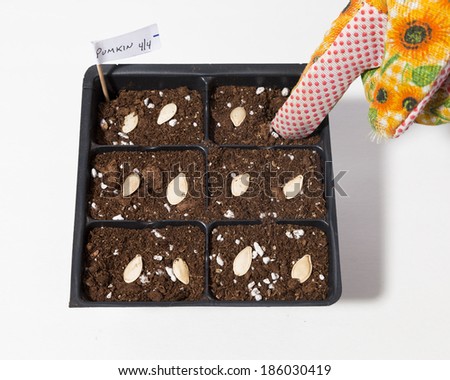 A cell pack of soil and seeds against a white background with a gloved hand pushing seeds into soil.