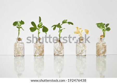 Five glass science vials with pea sprouts growing out of them with water against a white background with one yellow plant.