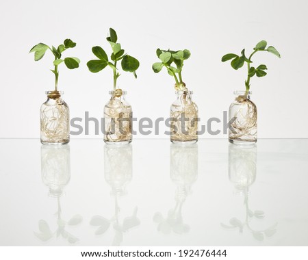 Four glass science vials with pea sprouts growing out of them with water against an off white background with slight reflection.