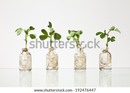 Four glass science vials with pea sprouts growing out of them with water against an off white background.