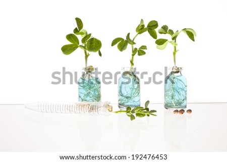 Still Life of three plant sprouts growing from glass science vials, seeds and a test tube on a glass table.