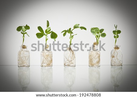 Five glass science vials with pea sprouts growing out of them with water against a white background with a dark vignette.