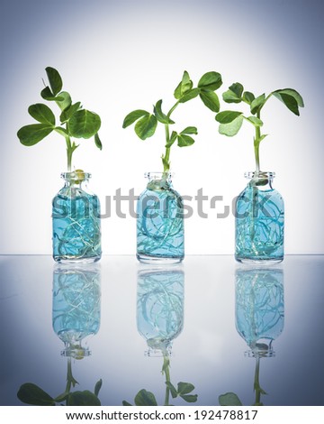 Three plant sprouts grow from nutrient blue water in science vial against a white background with reflection on glass table.