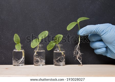 Three science vials with plant sprouts with a blue latex gloved hand picking up one of the sprouts against a chalkboard.
