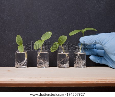 Plant sprouts in science vials in a row against a blackboard with a blue latex hand holding one of the sprouts.