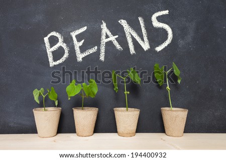 Four bean plants in pots against a chalkboard with the word \'Beans\' written on it.