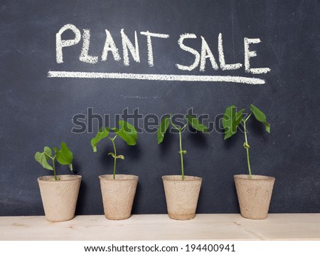 Four bean plants in pots against a chalkboard with the words \'Plant Sale\' written on it.