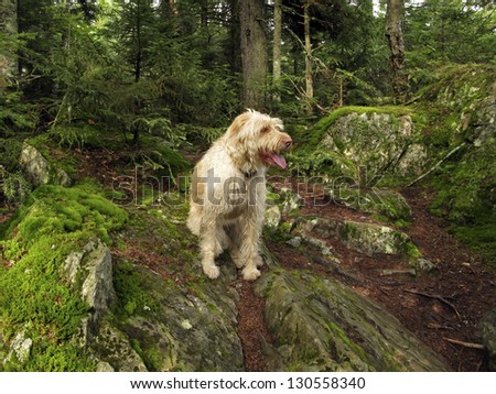 Golden Doodle on mountain