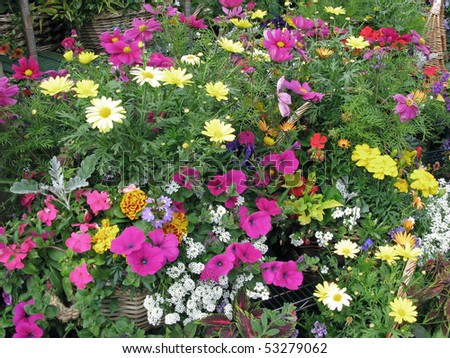 colorful flowers arranged at garden center