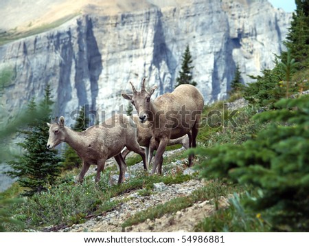 mountain goats in the Rockies