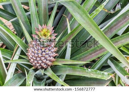 Close up pineapple fruit farm growing nature background