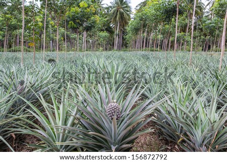 Pineapple fruit farm growing nature background in thailand