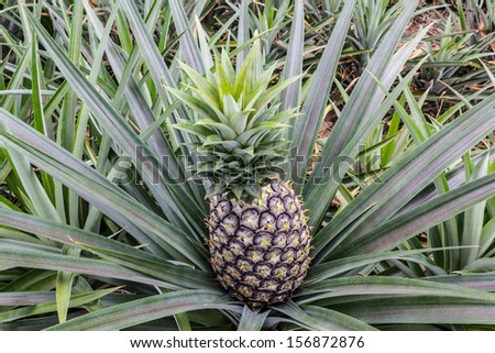 Close up pineapple fruit farm growing nature background