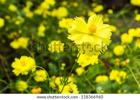 Yellow sulfur cosmos flowers in the garden thai