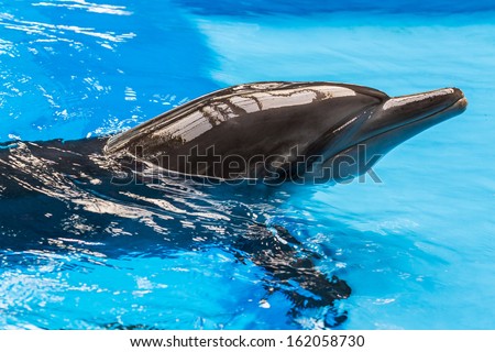 A Bottlenose Dolphin head and face above water.